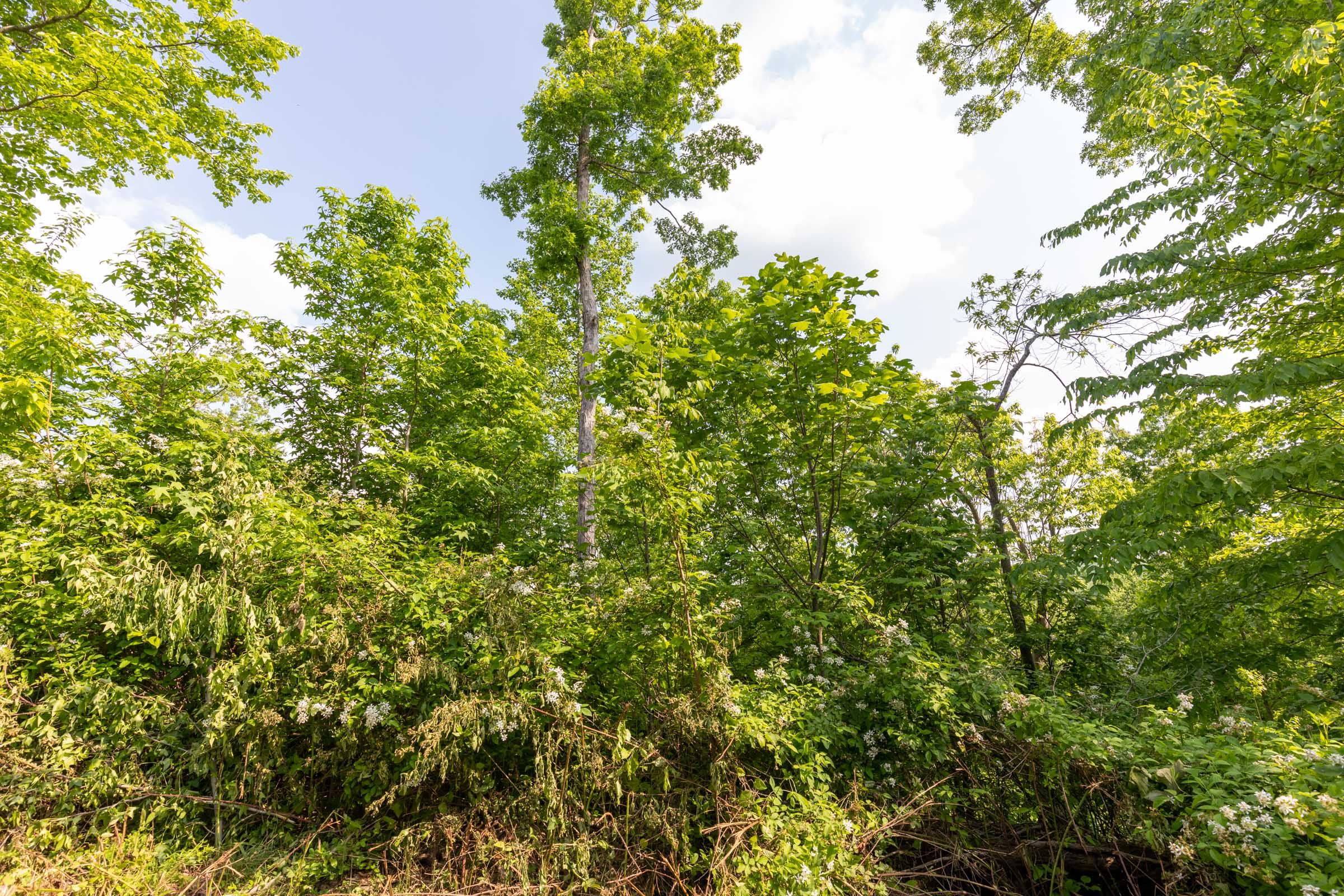 Tract 29 at Cedar Creek in Perry County, Tennessee
