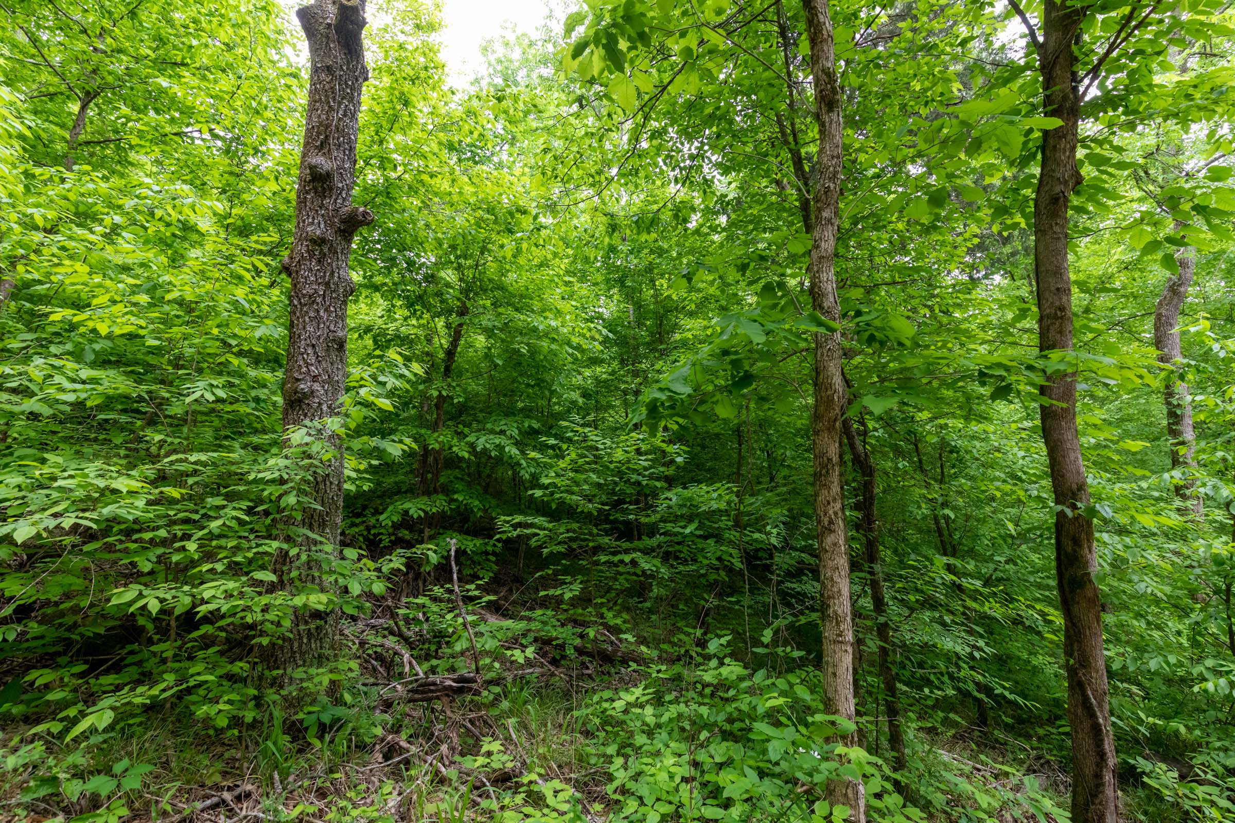 Tract 31 at Cedar Creek in Perry County, Tennessee