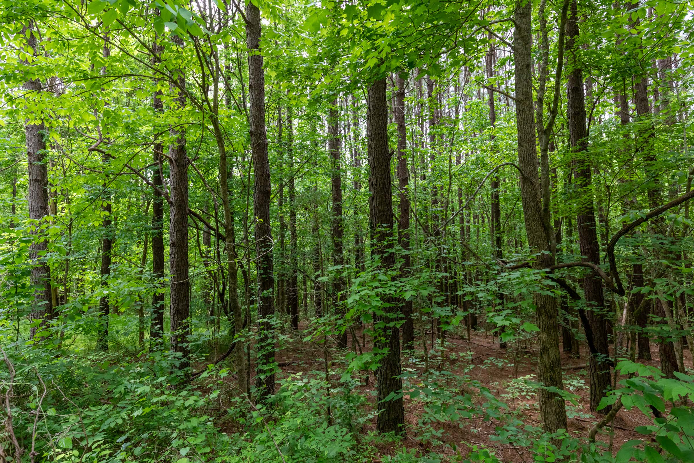 Tract 39 at Cedar Creek in Perry County, Tennessee