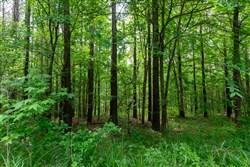 property photo for Cedar Creek Tract 40, 5.6 acres for sale in Perry County, Tennessee