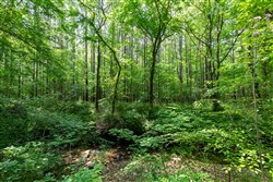 property photo for Cedar Creek Tract 40, 5.6 acres for sale in Perry County, Tennessee