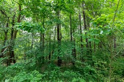 property photo for Cedar Creek Tract 40, 5.6 acres for sale in Perry County, Tennessee