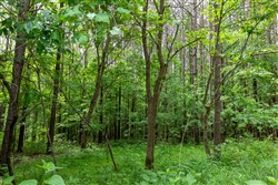 property photo for Cedar Creek Tract 40, 5.6 acres for sale in Perry County, Tennessee