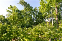 property photo for Cedar Creek Tract 52, 5.03 acres for sale in Perry County, Tennessee