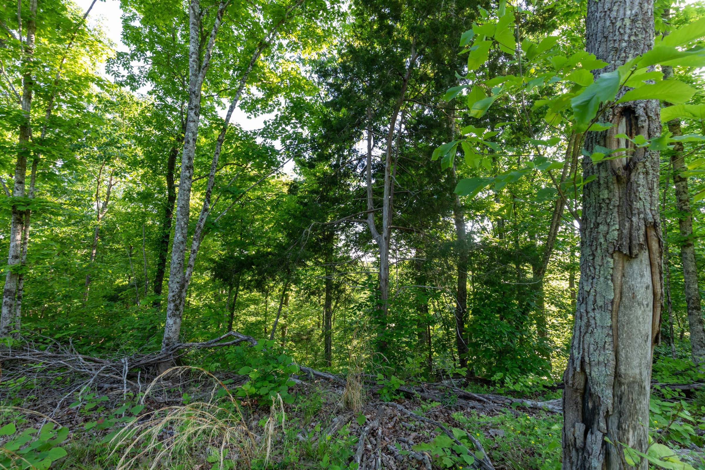 Tract 53 at Cedar Creek in Perry County, Tennessee