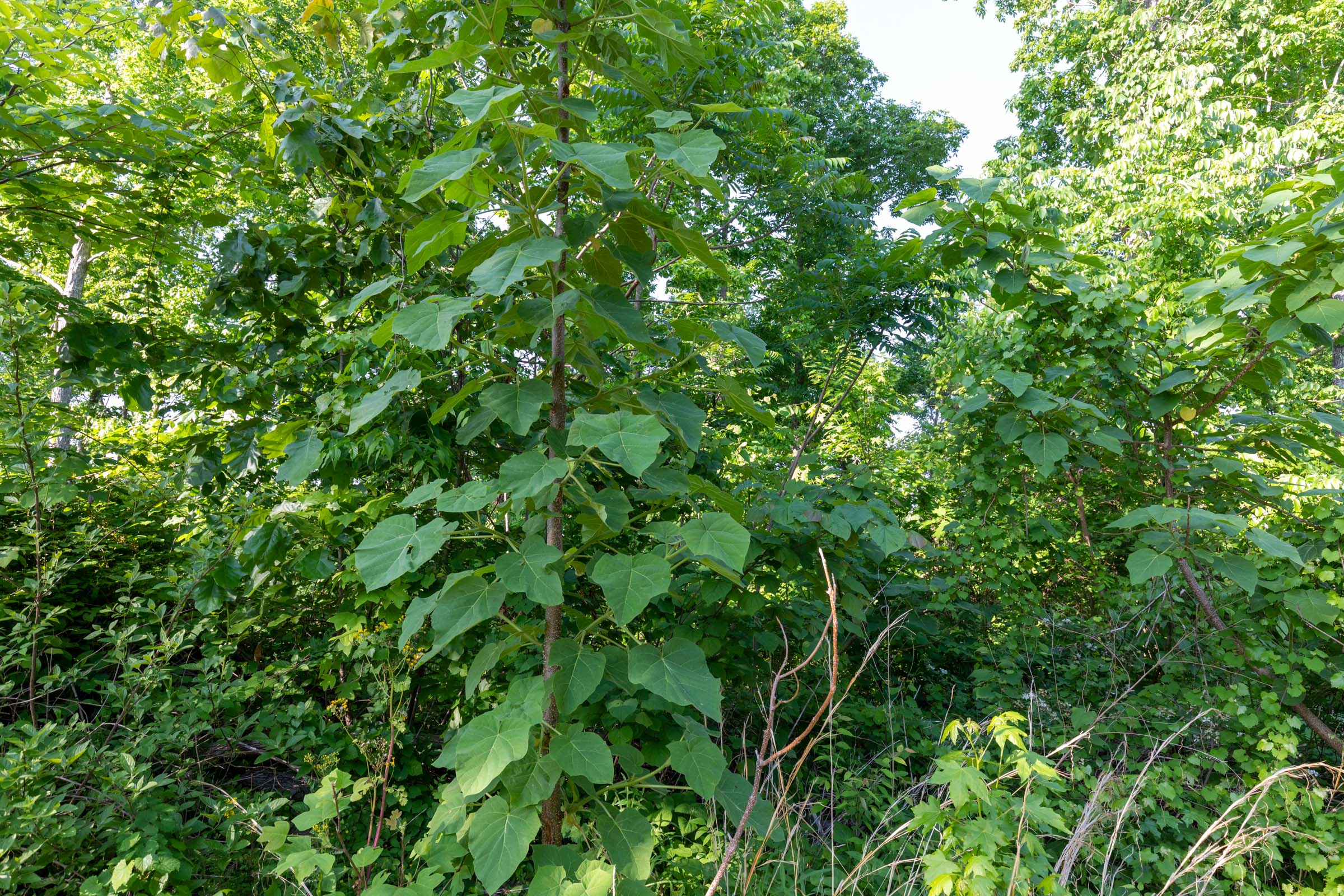 Tract 56 at Cedar Creek in Perry County, Tennessee