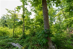 property photo for Cedar Creek Tract 59, 4.96 acres for sale in Perry County, Tennessee
