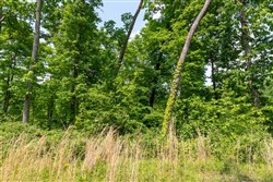 property photo for Cedar Creek Tract 59, 4.96 acres for sale in Perry County, Tennessee