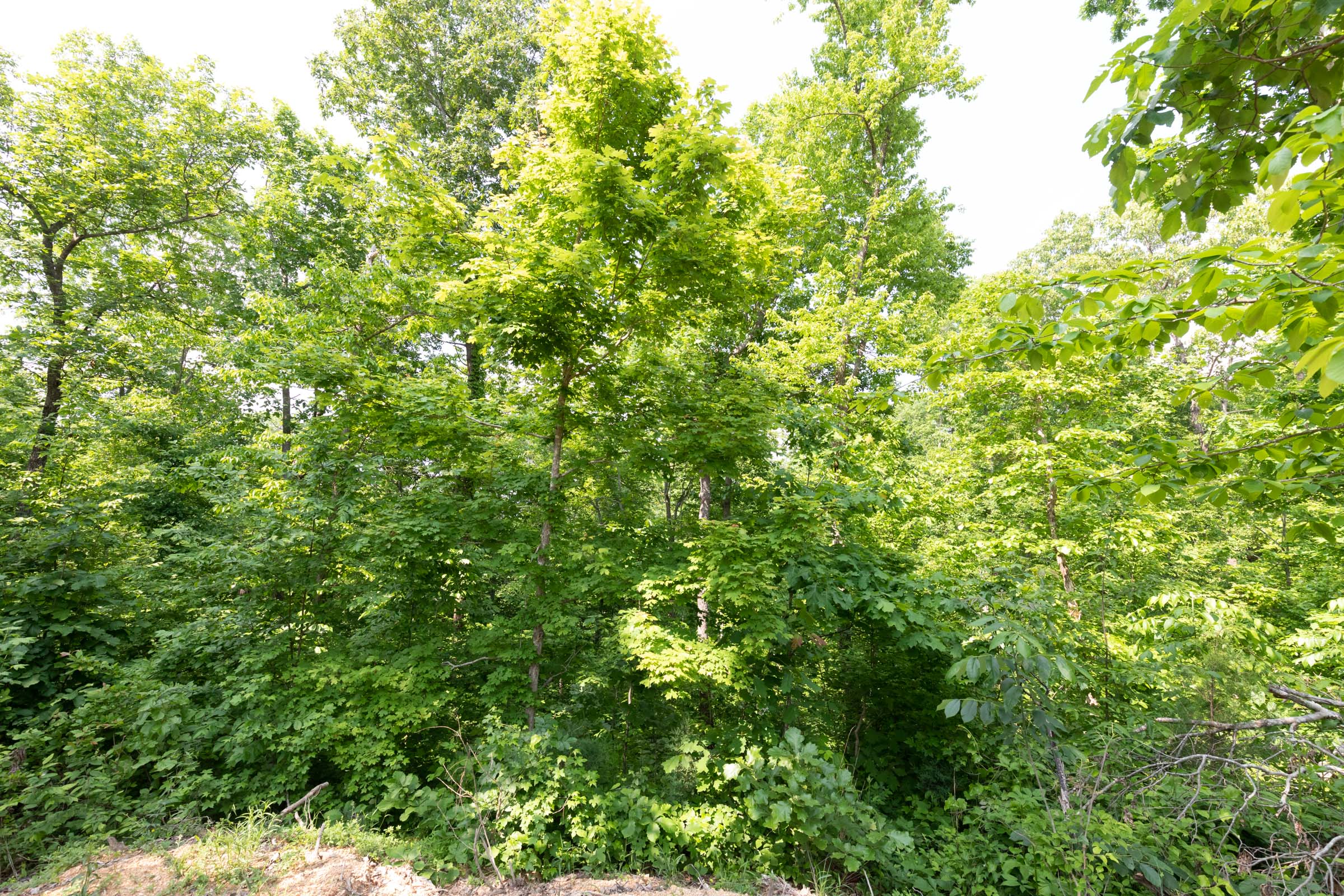 Tract 63 at Cedar Creek in Perry County, Tennessee