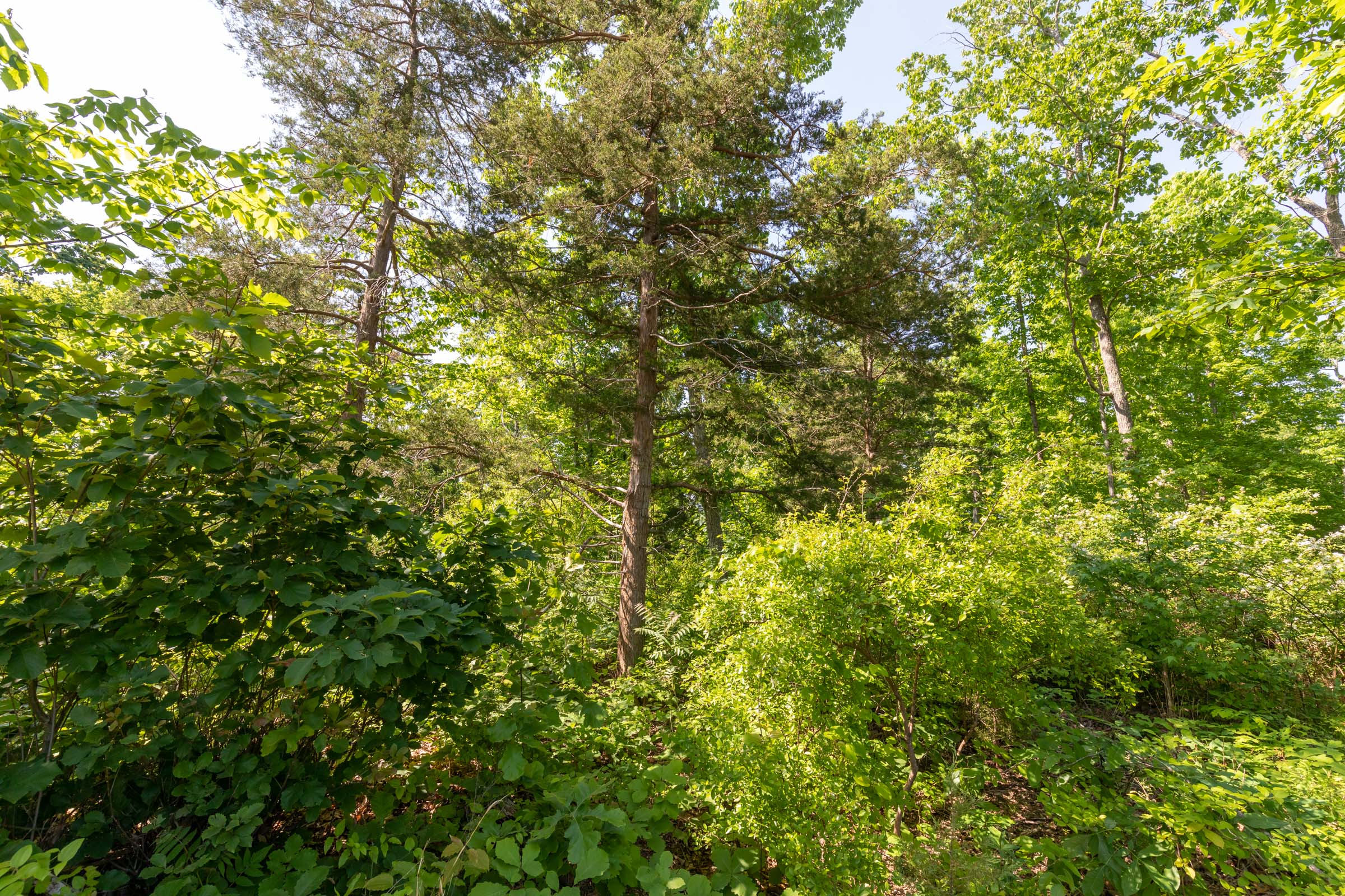 Tract 64 at Cedar Creek in Perry County, Tennessee