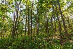 property photo for Redemption Ridge Tract 10, 5.16 acres for sale in Wayne County, Tennessee