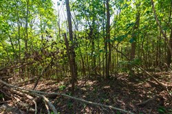 property photo for Redemption Ridge Tract 10, 5.16 acres for sale in Wayne County, Tennessee