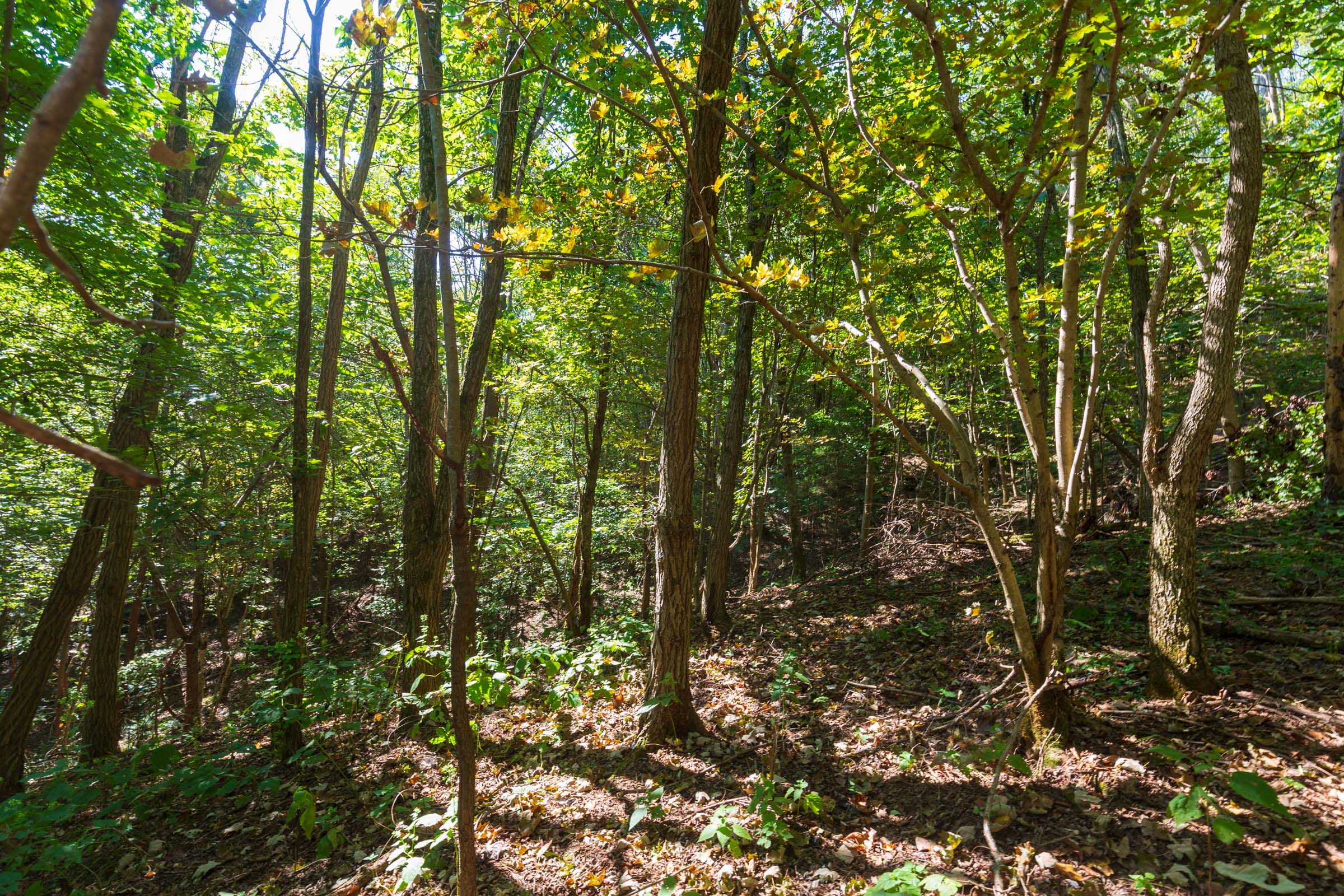 Tract 11 at Redemption Ridge in Wayne County, Tennessee